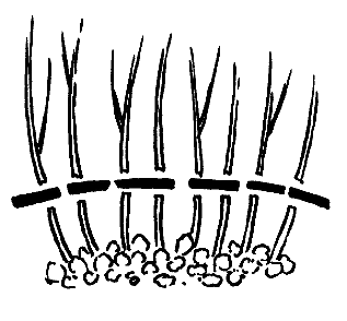 Stauden zurückschneiden