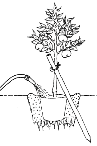 Obstbäume im Topf richtig pflanzen