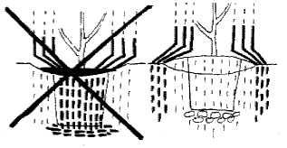 Pflanzung auf einem Hügel