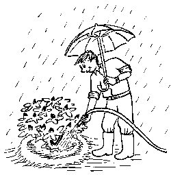 Rhododendron gießen