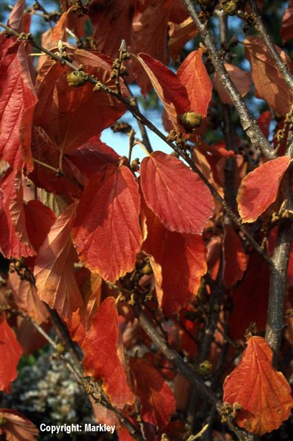 Hamamelis - Herbstfärbung