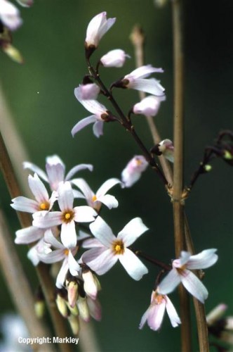 Abeliophyllum distichum