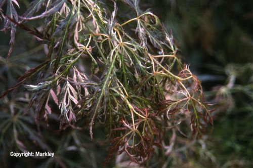 Acer palmatum 'Beni-shidare'