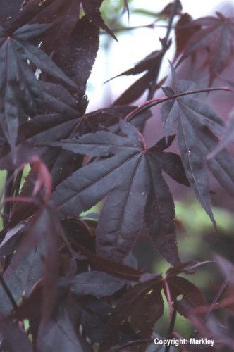 Acer palmatum 'Bloodgood'