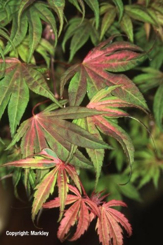Acer palmatum 'Geisha'