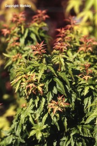 Acer palmatum 'Kotohime'