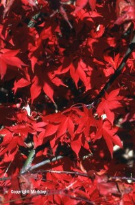 Acer palmatum 'Osakazuki'