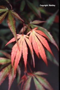 Acer palmatum 'Shaina'