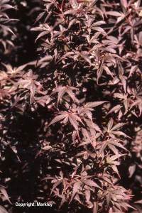 Acer palmatum 'Skeeters Broom'