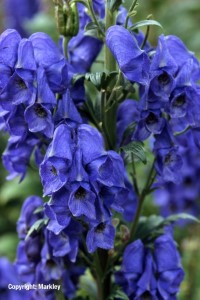 Aconitum carmichaelii 'Arendsii'