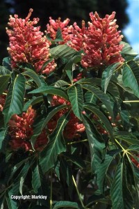 Aesculus pavia 'Koehnei'