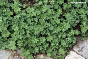 Alchemilla erythropoda