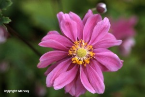 Anemone japonica 'Prinz Heinrich'