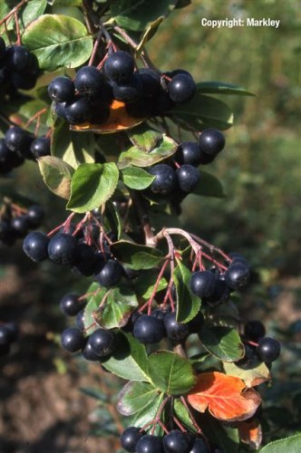 Aronia prunifolia 'Nero'