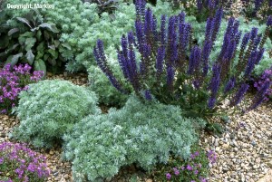 Artemisia schmidtiana 'Nana'