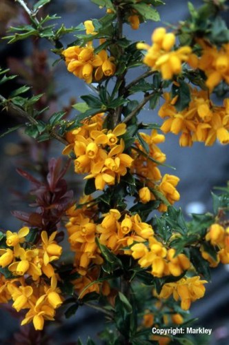 Berberis lologensis 'Apricot Queen'