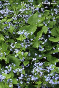 Brunnera macrophylla