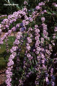 Buddleja alternifolia