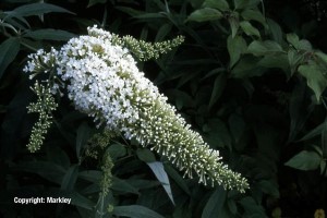 Buddleja davidii 'Peace'
