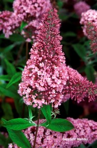 Buddleja davidii 'Pink Delight'