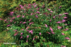 Buddleja davidii 'Royal Red'