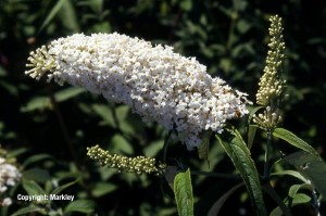 Buddleja davidii 'White Profusion'