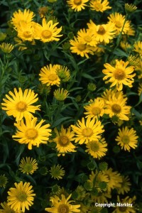 Buphthalmum salicifolium