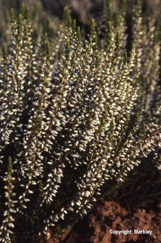 Calluna vulgaris 'Alicia'