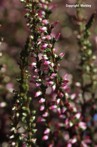 Calluna vulgaris 'Marlies'