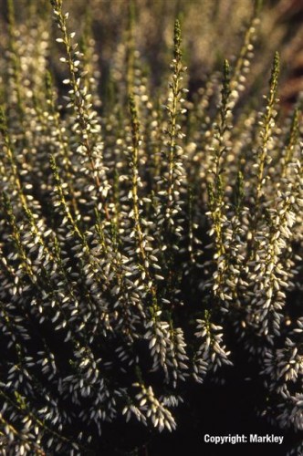 Calluna vulgaris 'Melanie'
