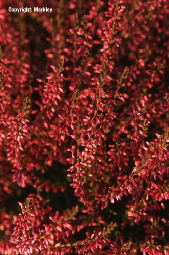 Calluna vulgaris 'Rote Marleen'