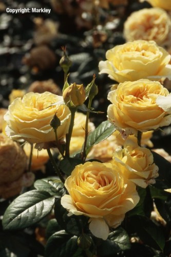 Rosa 'Candlelight'  - R -