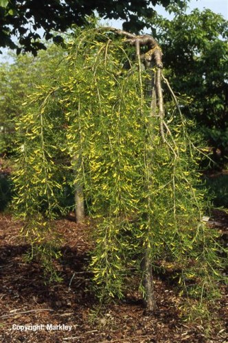 Caragana arborescens 'Walker'