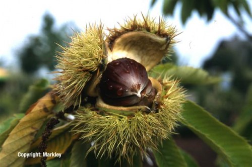 Castanea sativa