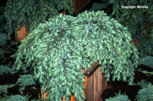 Cedrus deodara 'Feelin' Blue'