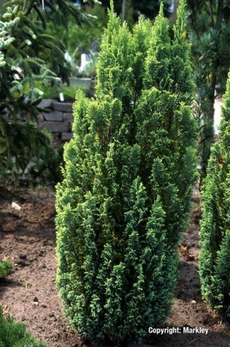 Chamaecyparis lawsoniana 'Ellwood's Gold'