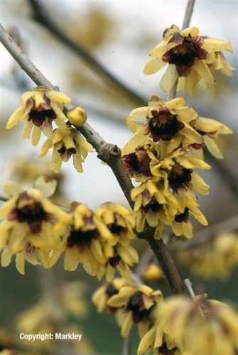 Chimonanthus praecox