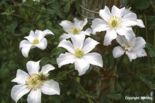 Clematis 'Huldine'