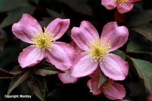 Clematis montana 'Tetrarose'