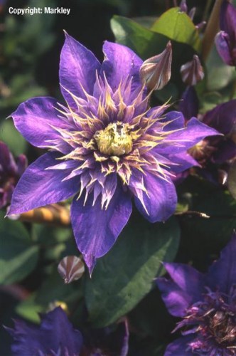 Clematis 'Multiblue'