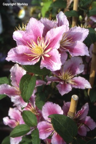 Clematis 'Piilu'