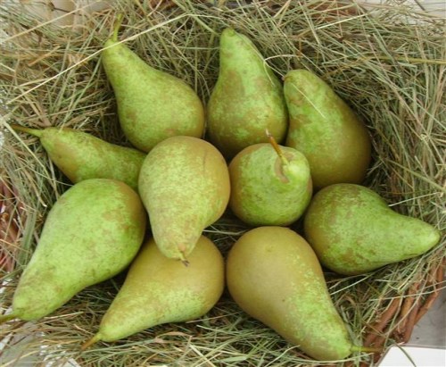 Pyrus com. 'Conference'