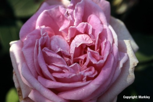 Rosa rugosa 'Conrad Ferdinand Meyer'