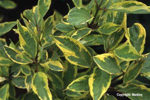 Cornus alba 'Spaethii'