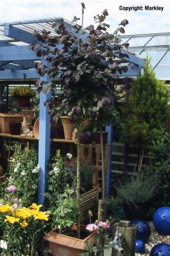 Corylus avellana 'Anny's Compact Red'