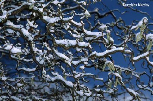 Corylus avellana 'Contorta'