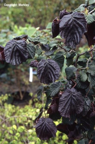 Corylus avellana 'Red Majestic'