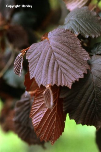 Corylus maxima 'Purpurea'