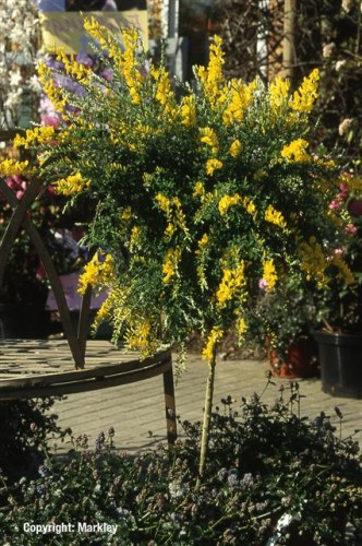 Cytisus beanii