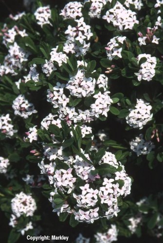 Daphne burkwoodii 'Somerset'